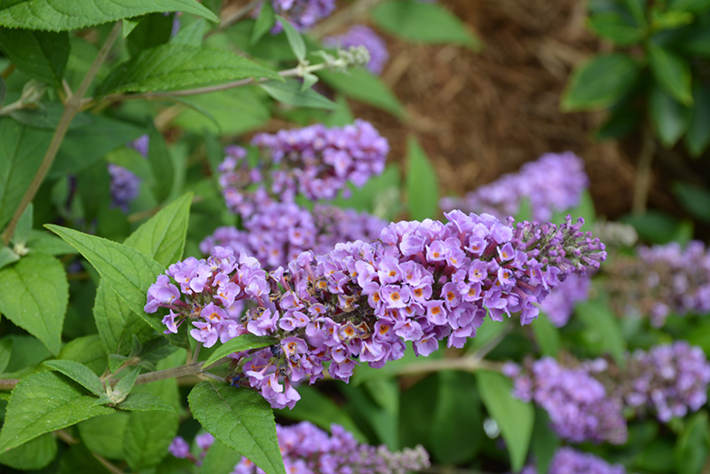 Lo & Behold Blue Chip Butterfly Bush (Buddleia 'Blue Chip') at Meadows Farms Nurseries