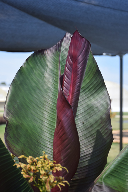Red Banana (Ensete ventricosum 'Maurelii') at Meadows Farms Nurseries