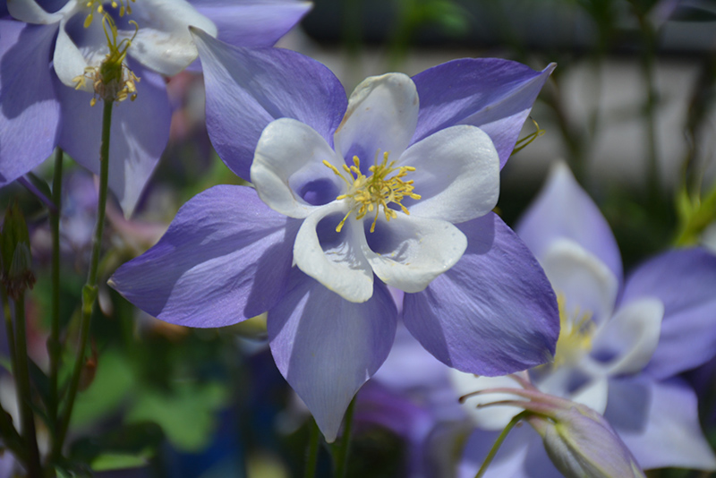 Origami Blue and White Columbine (Aquilegia 'Origami Blue and White') at Meadows Farms Nurseries