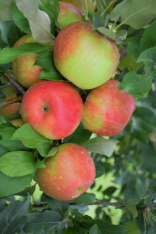 Honeycrisp Apple (Malus 'Honeycrisp') at Meadows Farms Nurseries