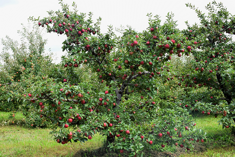Red Delicious Apple (Malus 'Red Delicious') at Meadows Farms Nurseries