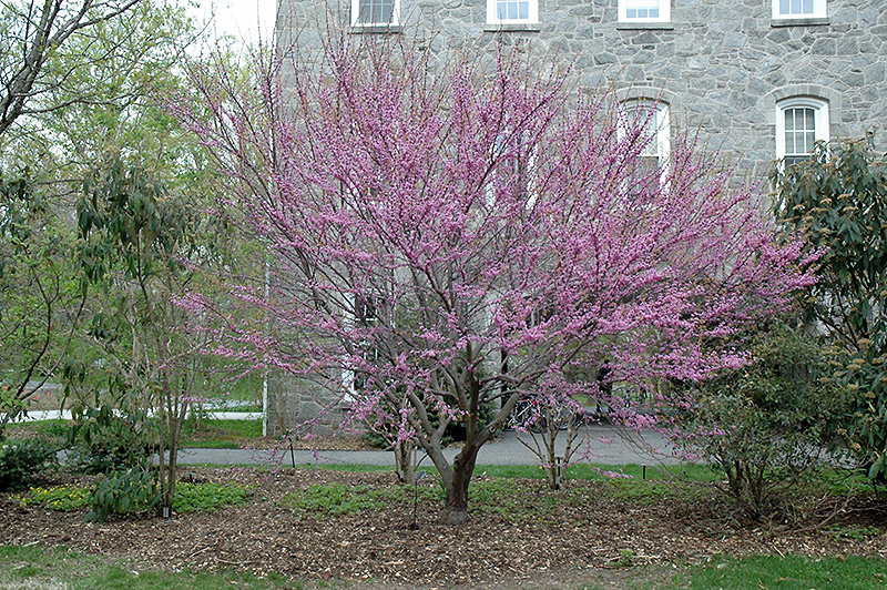 Ace Of Hearts Redbud (Cercis canadensis 'Ace Of Hearts