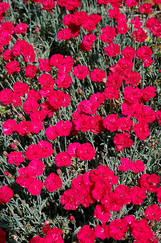 Frosty Fire Pinks (Dianthus 'Frosty Fire') at Meadows Farms Nurseries