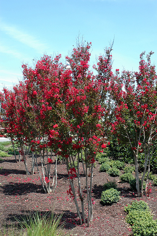 Red Rocket Crapemyrtle (Lagerstroemia indica 'Whit IV') at Meadows Farms Nurseries