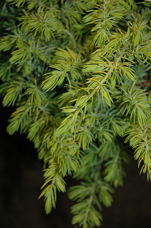 Golden Pacific Shore Juniper (Juniperus conferta 'sPg-3-016') at Meadows Farms Nurseries
