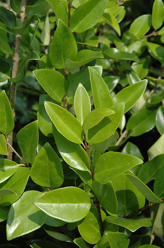 Glossy Privet (Ligustrum lucidum) in Richmond Fairfax Loudoun Prince ...