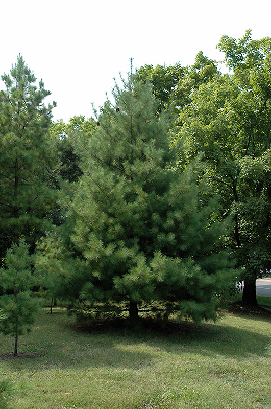 loblolly pine pinus taeda in richmond fairfax loudoun