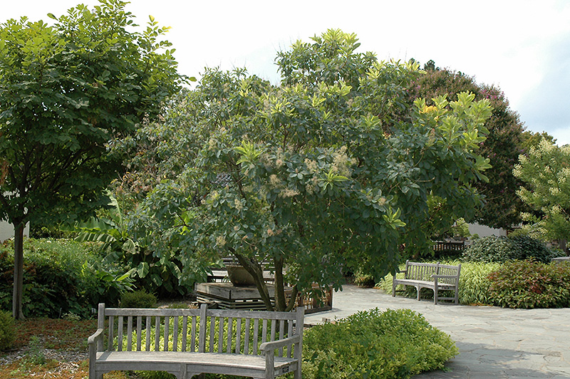 American Smoketree (Cotinus obovatus) at Meadows Farms Nurseries