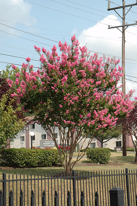 Sioux Crapemyrtle (Lagerstroemia 'Sioux') at Meadows Farms Nurseries