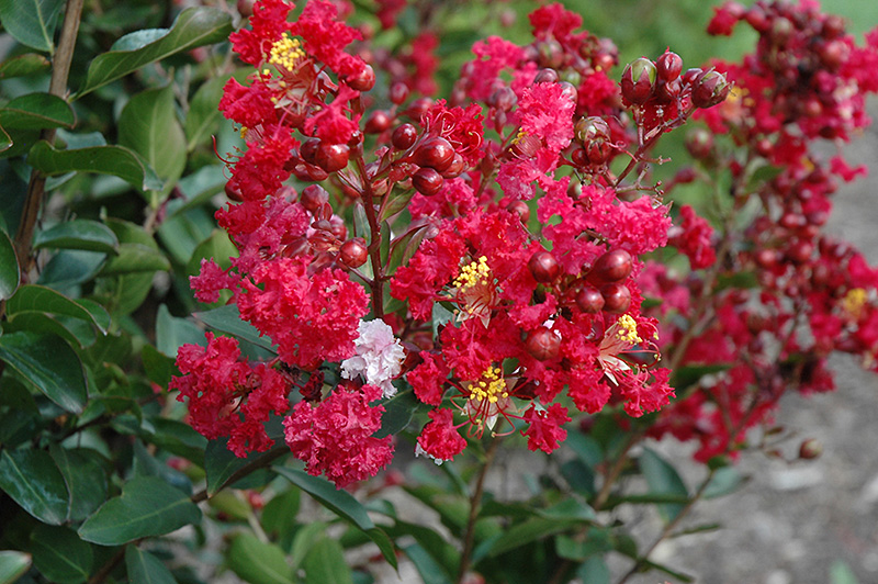 Red Rooster Crapemyrtle (Lagerstroemia indica 'PIILAG III') at Meadows Farms Nurseries