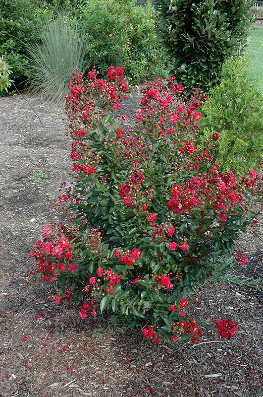 Red Rooster Crapemyrtle (Lagerstroemia indica 'PIILAG III') at Meadows Farms Nurseries