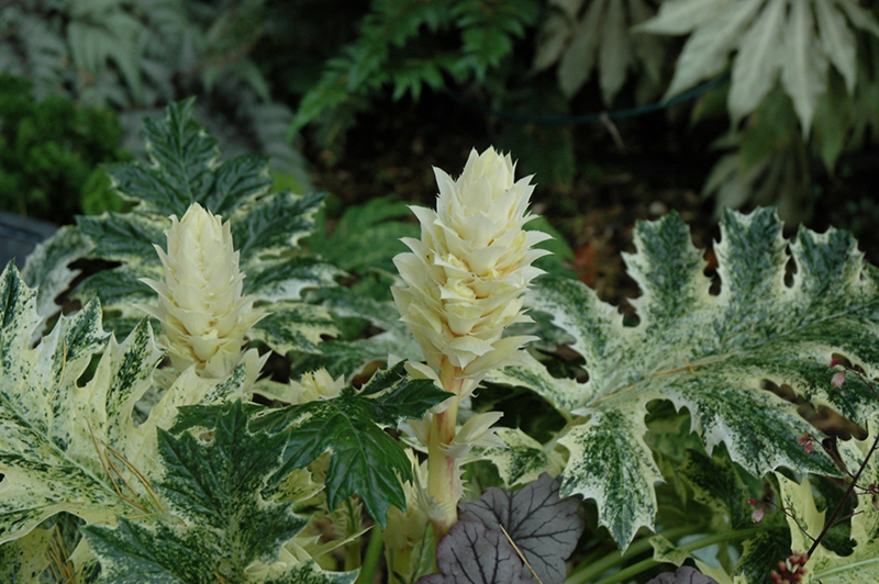 Whitewater Acanthus (Acanthus 'Whitewater') at Meadows Farms Nurseries