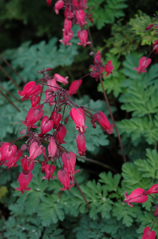 Amore Rose Bleeding Heart (Dicentra 'Amore Rose') at Meadows Farms Nurseries