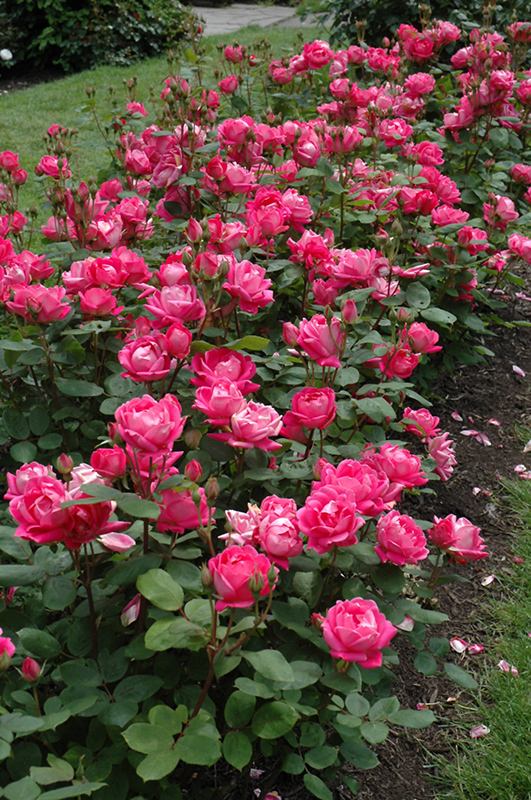 Double Knock Out Rose (Rosa 'Radtko') at Meadows Farms Nurseries