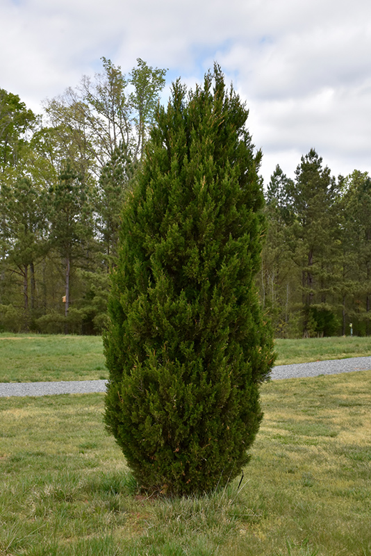 Spartan Juniper (Juniperus chinensis 'Spartan') at Meadows Farms Nurseries
