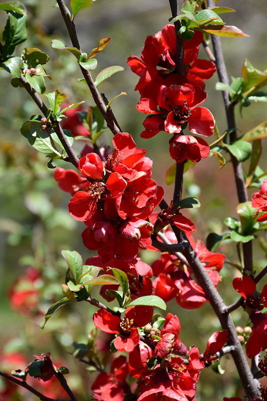 Crimson Beauty Flowering Quince (Chaenomeles x superba 'Crimson Beauty') at Meadows Farms Nurseries