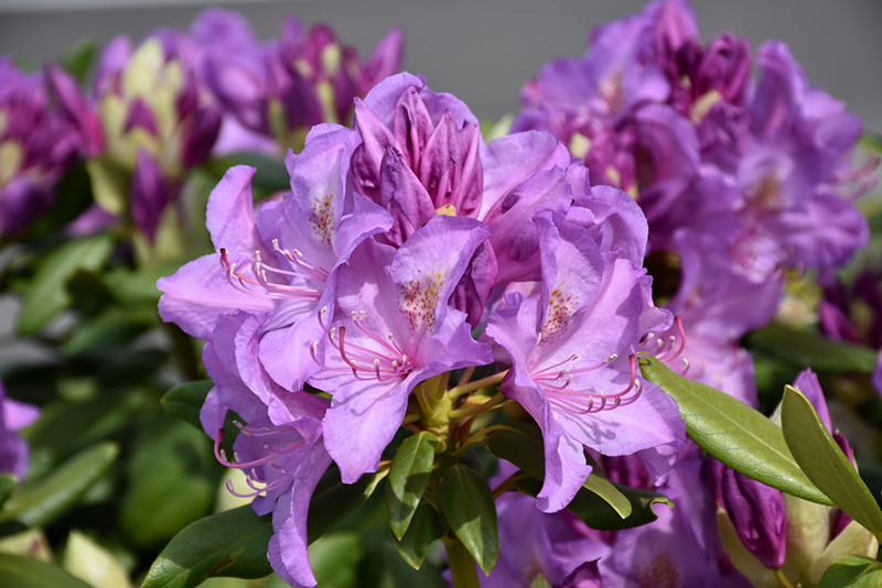 Boursault Rhododendron (Rhododendron catawbiense 'Boursault') at Meadows Farms Nurseries