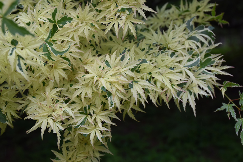 Butterfly Variegated Japanese Maple (Acer palmatum 'Butterfly') at Meadows Farms Nurseries
