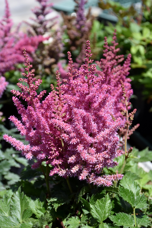Little Vision In Pink Chinese Astilbe (Astilbe chinensis 'Little Vision In Pink') at Meadows Farms Nurseries