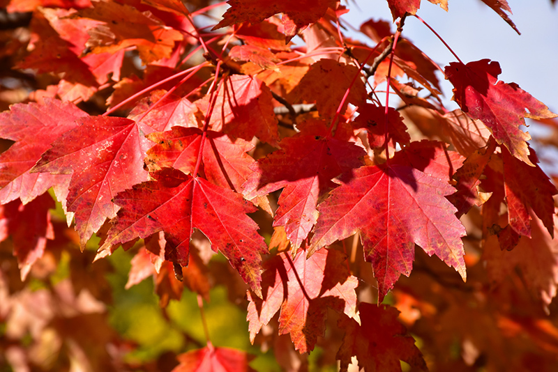 Sun Valley Red Maple (Acer rubrum 'Sun Valley') at Meadows Farms Nurseries