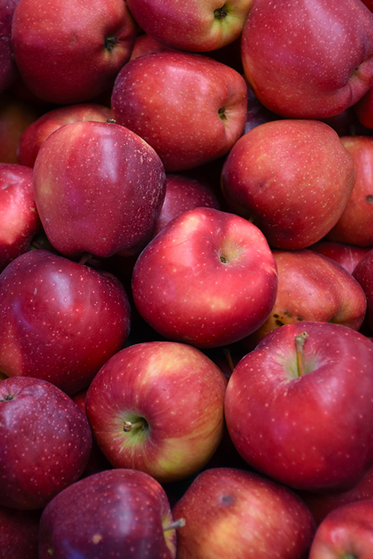 Red Delicious Apple (Malus 'Red Delicious') at Meadows Farms Nurseries