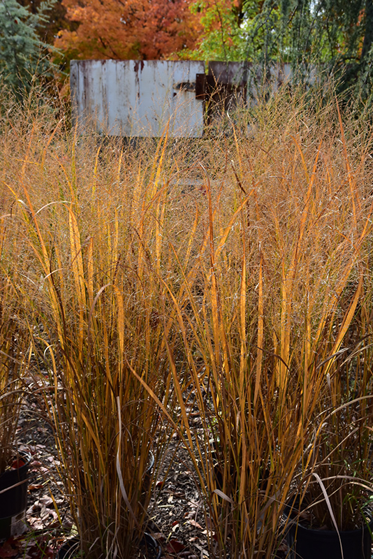 Northwind Switch Grass (Panicum virgatum 'Northwind') at Meadows Farms Nurseries