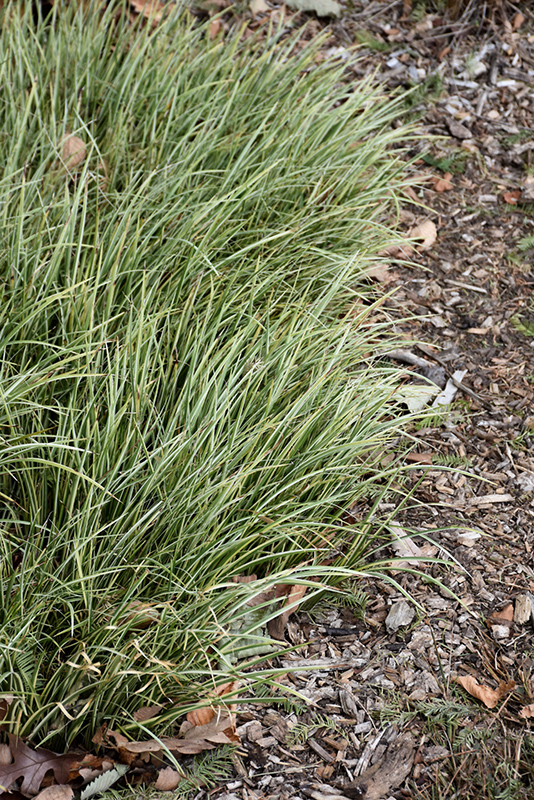 Variegated Grassy-Leaved Sweet Flag (Acorus gramineus 'Variegatus') at Meadows Farms Nurseries