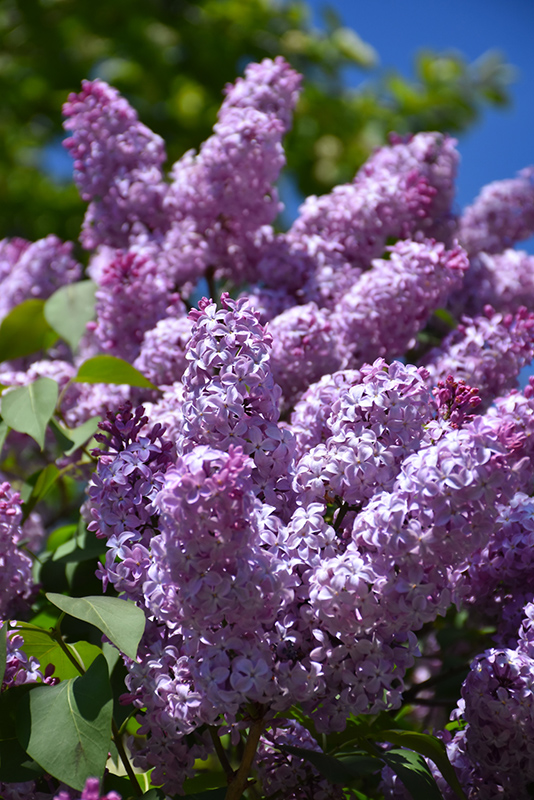 Common Lilac (Syringa vulgaris) in Richmond Fairfax