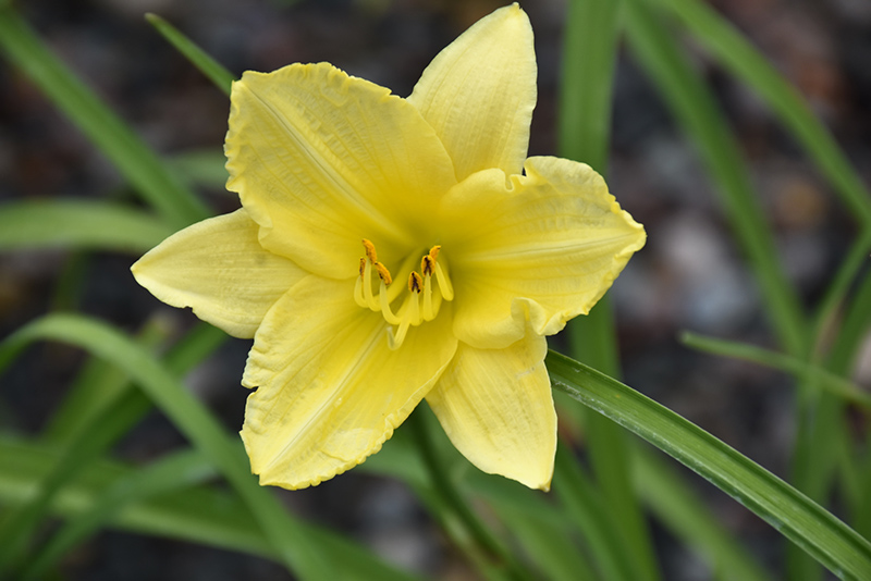 Happy Ever Appster Big Time Happy Daylily (Hemerocallis 'Big Time Happy') at Meadows Farms Nurseries