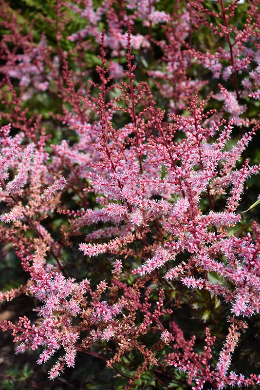 Delft Lace Astilbe (Astilbe 'Delft Lace') at Meadows Farms Nurseries
