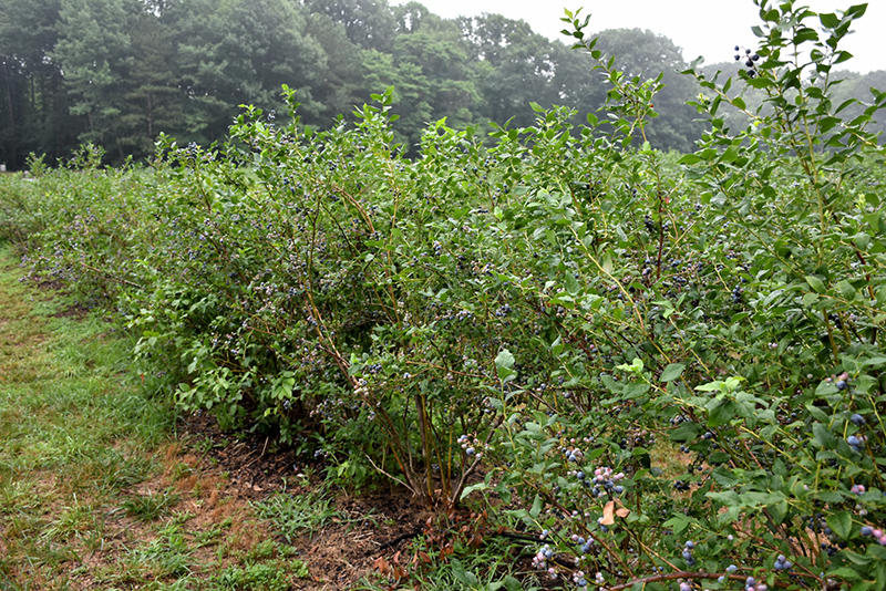 Bluecrop Blueberry (Vaccinium corymbosum 'Bluecrop') at Meadows Farms Nurseries