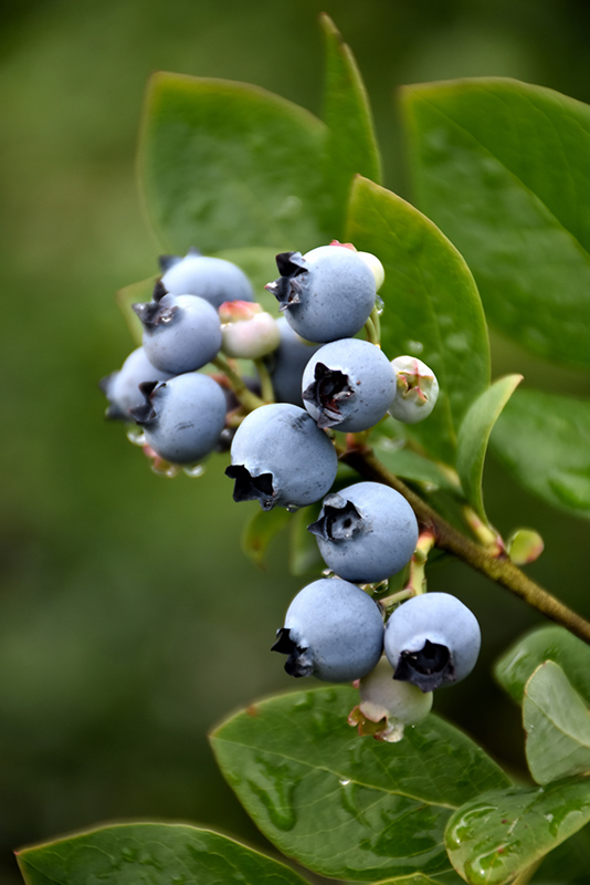 Northblue Blueberry (Vaccinium 'Northblue') in Richmond Fairfax Loudoun