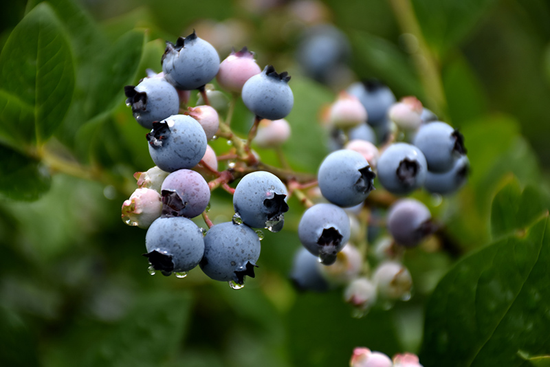 Bluecrop Blueberry (Vaccinium corymbosum 'Bluecrop') at Meadows Farms Nurseries