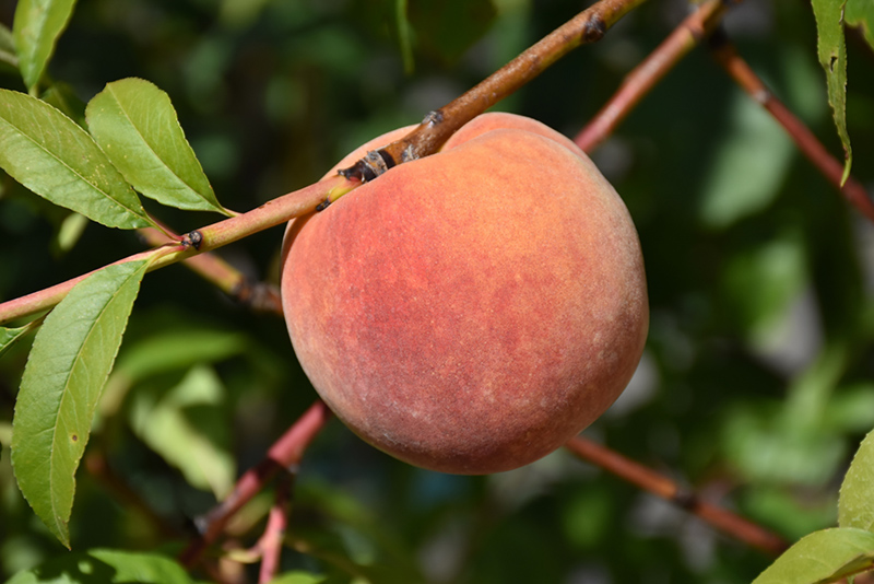 Redhaven Peach (Prunus persica 'Redhaven') at Meadows Farms Nurseries