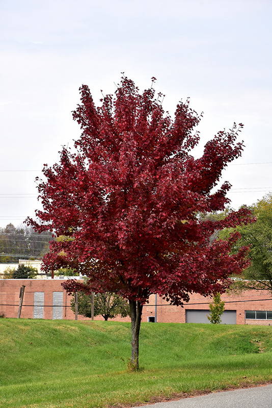 Brandywine Red Maple (Acer rubrum 'Brandywine') at Meadows Farms Nurseries