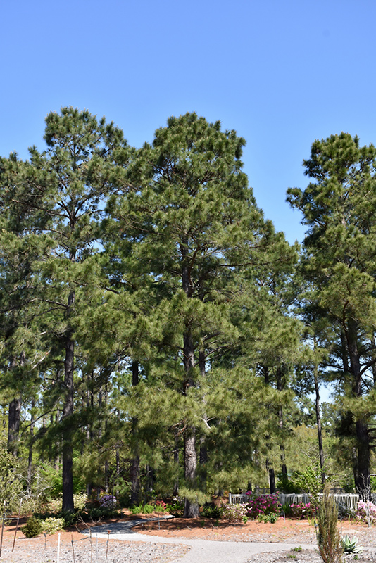 Loblolly Pine (Pinus taeda) at Meadows Farms Nurseries