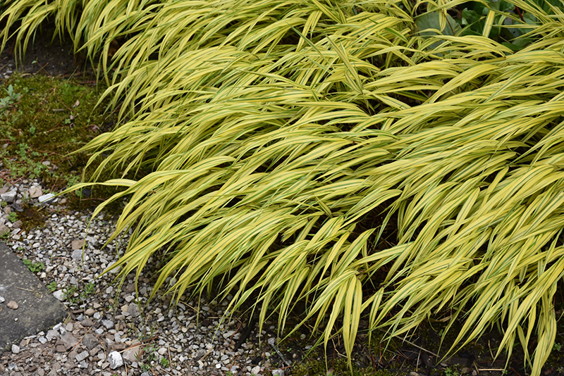Golden Variegated Hakone Grass (Hakonechloa macra 'Aureola') at Meadows Farms Nurseries