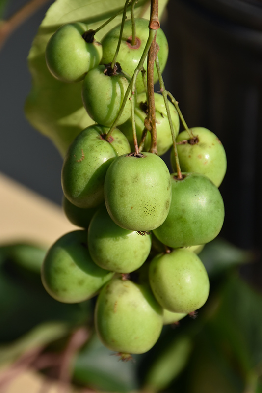 Hardy Dulce Kiwi frutas en miniatura Hardy Kiwi 10 Semillas actinida arguta