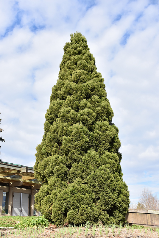 Japanese Cedar (Cryptomeria japonica) at Meadows Farms Nurseries