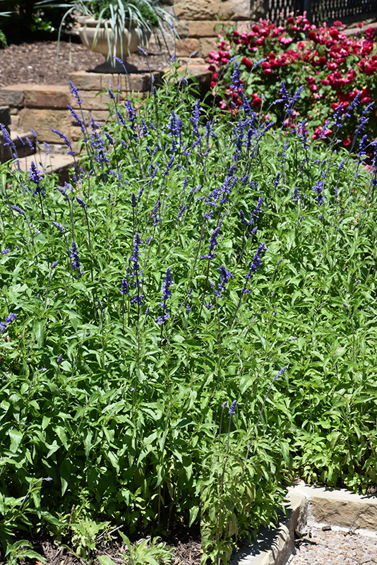 Victoria Blue Salvia (Salvia farinacea 'Victoria Blue') at Meadows Farms Nurseries