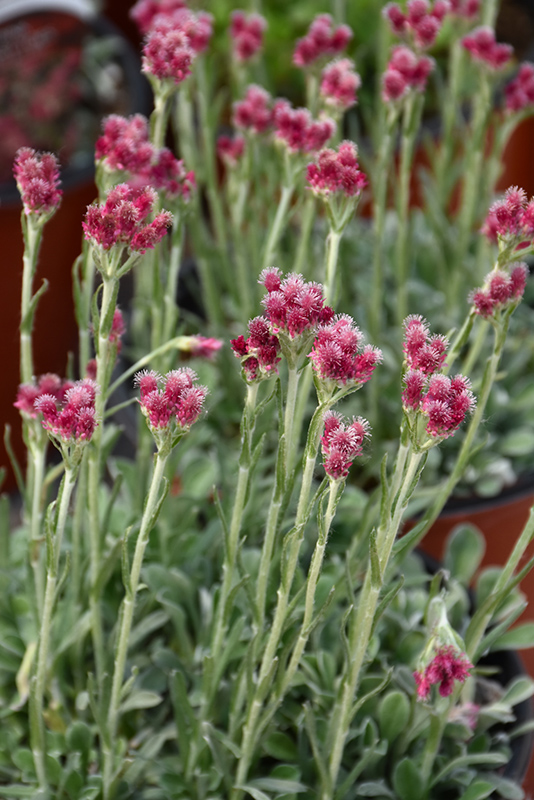 Red Pussytoes (Antennaria dioica 'Rubra') at Meadows Farms Nurseries