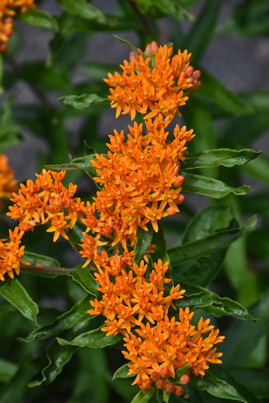 Butterfly Weed (Asclepias tuberosa) at Meadows Farms Nurseries