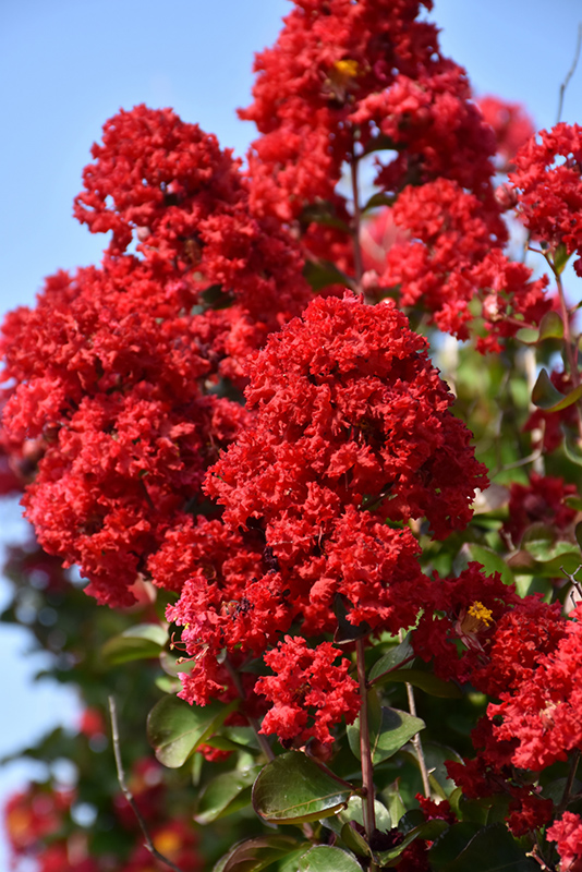 Dynamite Crapemyrtle (Lagerstroemia indica 'Whit II') at Meadows Farms Nurseries