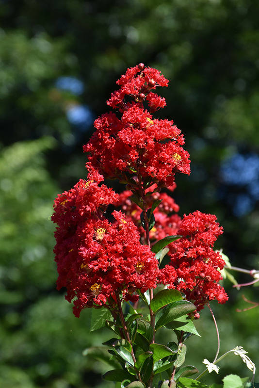 Red Rocket Crapemyrtle (Lagerstroemia indica 'Whit IV') at Meadows Farms Nurseries