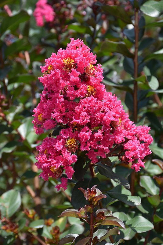 Pink Velour Crapemyrtle (Lagerstroemia indica 'Whit III') at Meadows Farms Nurseries