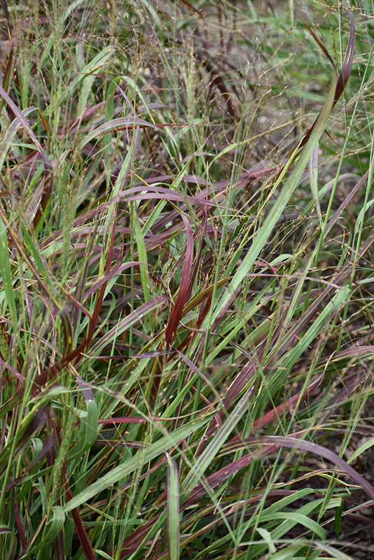 Ruby Ribbons Switch Grass (Panicum virgatum 'Ruby Ribbons') at Meadows Farms Nurseries
