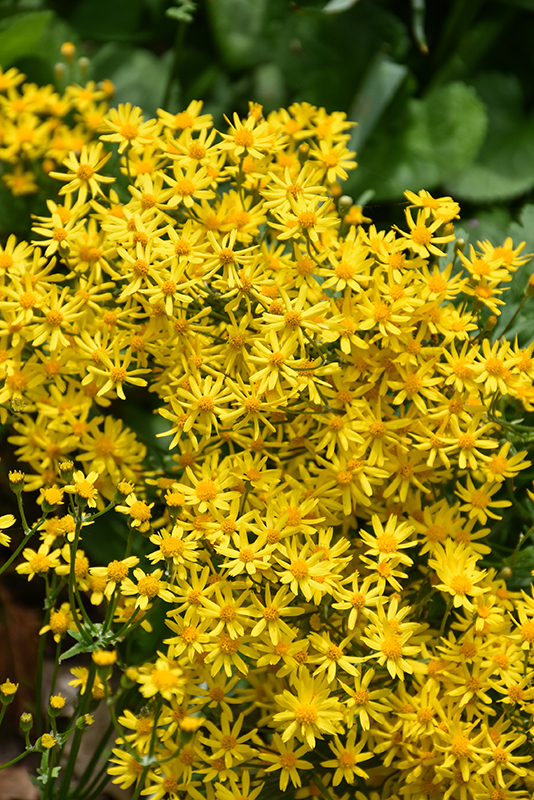 Golden Ragwort (Packera aurea) in Richmond Fairfax Loudoun Prince