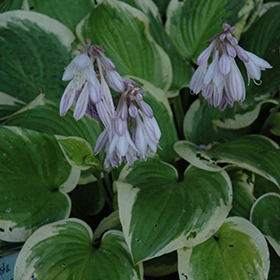 Golden Tiara Hosta (Hosta 'Golden Tiara') in Richmond Fairfax