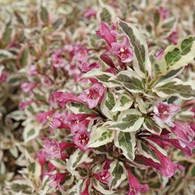 Plant Photo 6