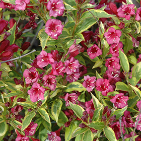 Plant Photo 1